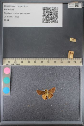 Media type: image;   Entomology 208434